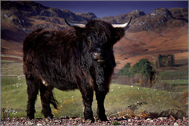 Highland Cow08.jpg